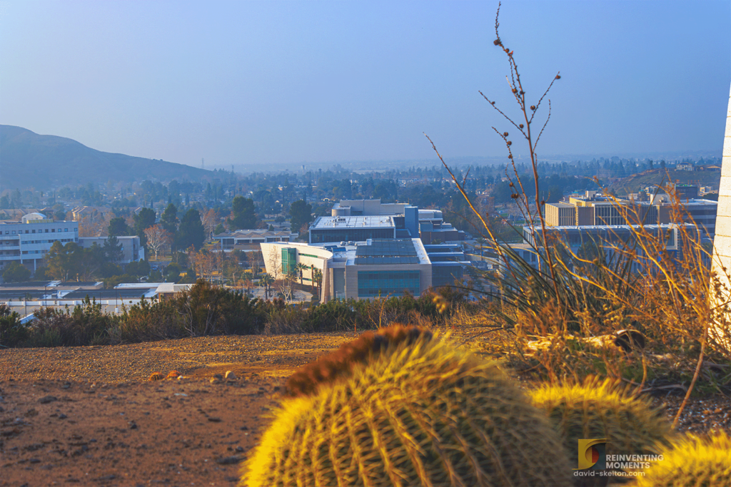 About Me 6 CSUSB campus landscape from Badger Hill with focus on Golden Barrel Cacti in the foreground, by David Skelton