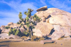 Maximizing Your One-Day Adventure in Joshua Tree National Park 3 Cap Rock rock formation with a prominent Joshua tree in the foreground at Joshua Tree National Park.