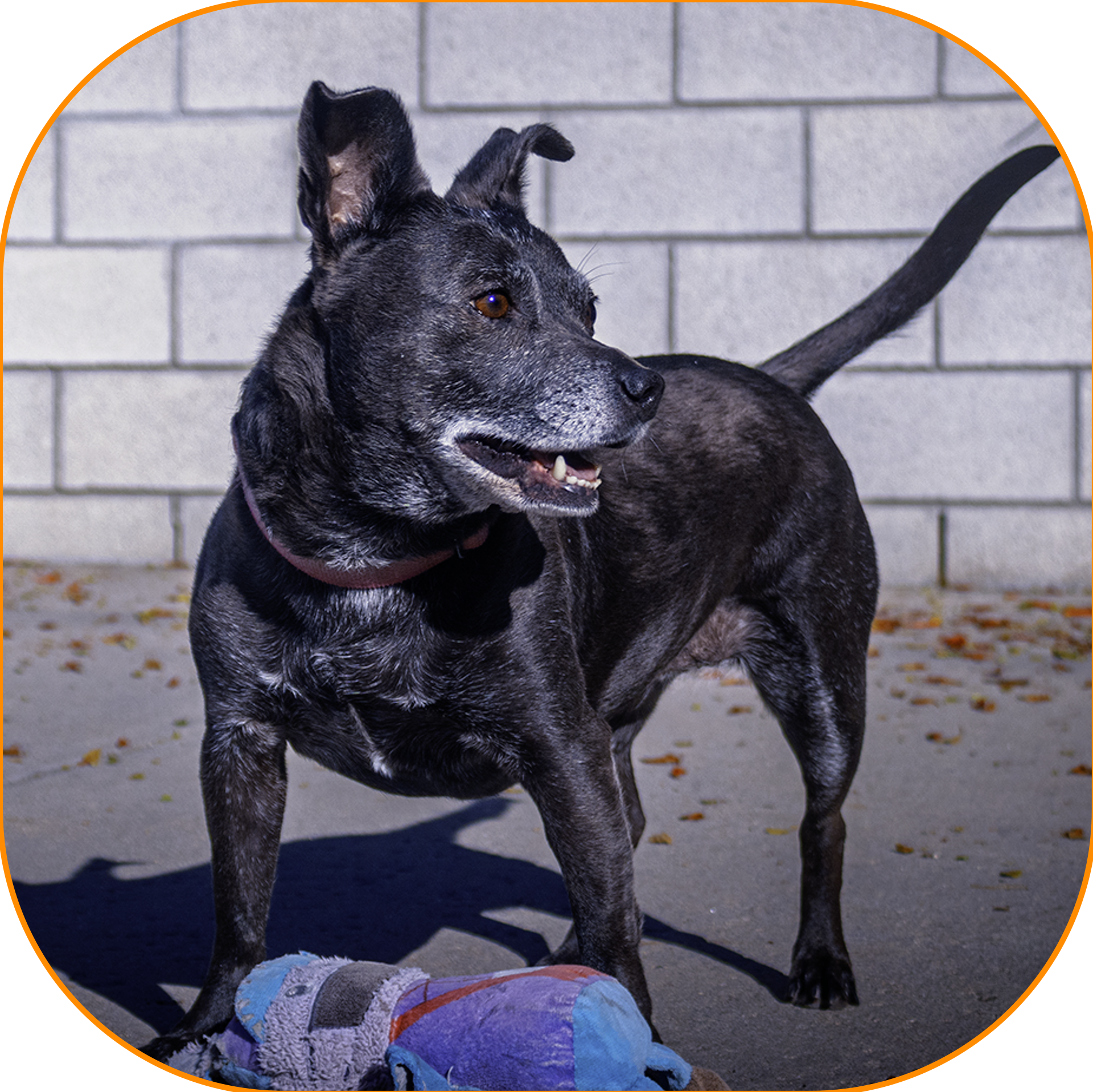 mix dog named Molly holding a chew toy in a backyard.