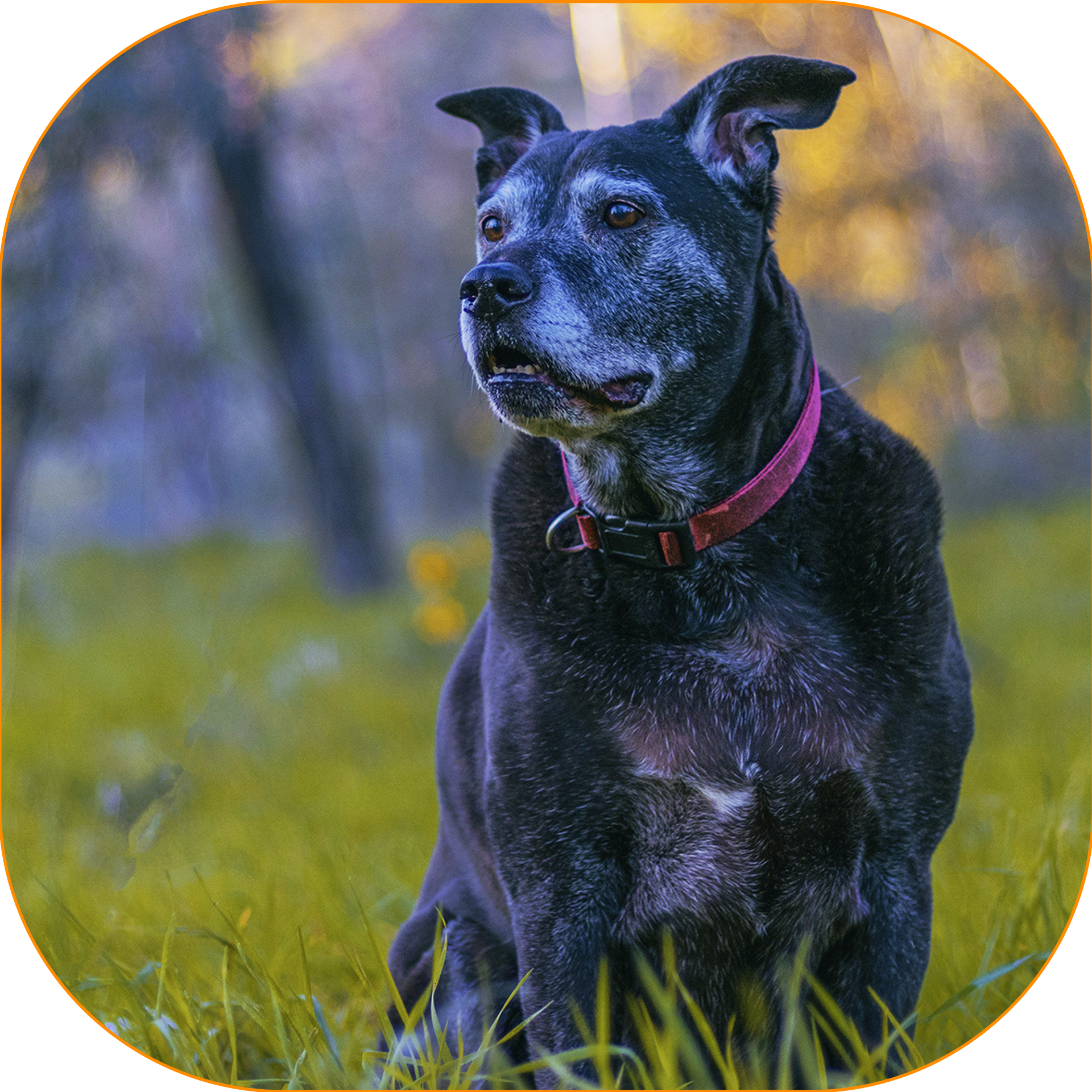 A senior black Labrador mix dog with a significantly grey muzzle and face sitting in tall green grass, wearing a red collar and looking happily off to the right side of the frame.