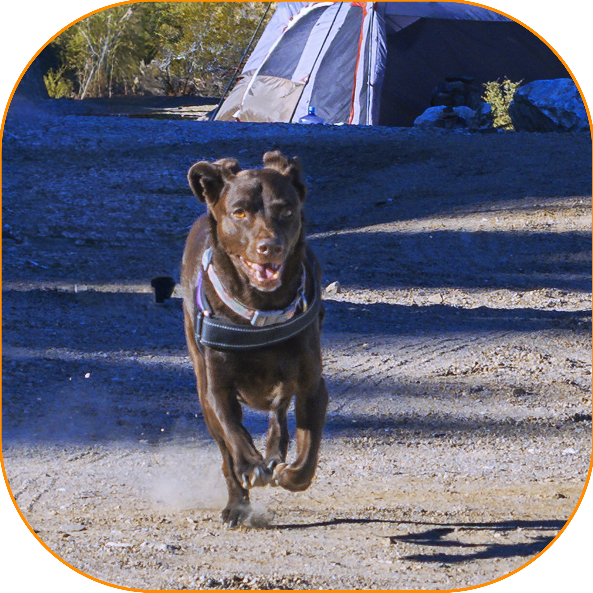 An 11-year-old chocolate brown Labrador mix dog running enthusiastically towards the camera on a dirt path, kicking up dust, with a camping tent and desert brush visible in the background.