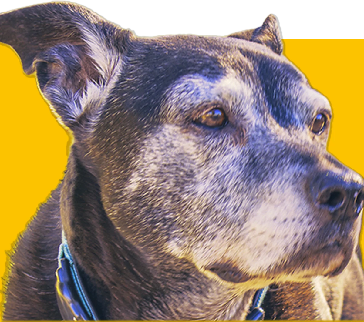 Dante, a senior Labrador mix with grey fur around his muzzle, looking off-camera during a desert adventure.