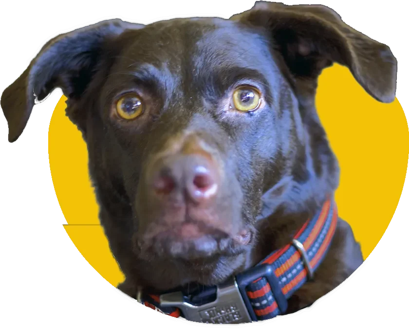 A close-up portrait of a dark chocolate brown dog with intense, expressive light hazel eyes and floppy ears. The dog is wearing a red and black striped collar with a heavy-duty silver buckle, framed inside a bright yellow oval graphic, isolated on a transparent background.