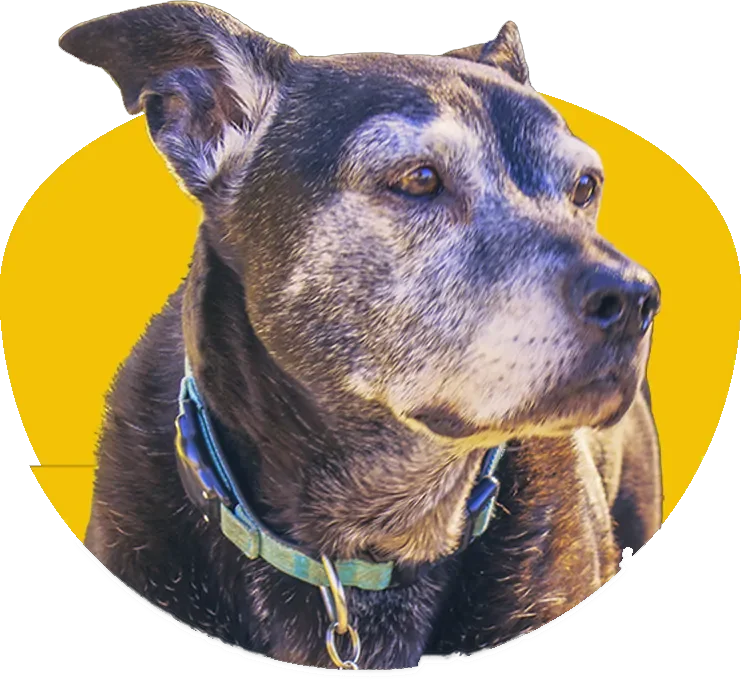 A close-up portrait of a senior dark-furred dog with a soulful expression and a beautiful grizzled silver muzzle. The dog is wearing a teal collar and is framed inside a bright yellow oval graphic, isolated on a transparent background.