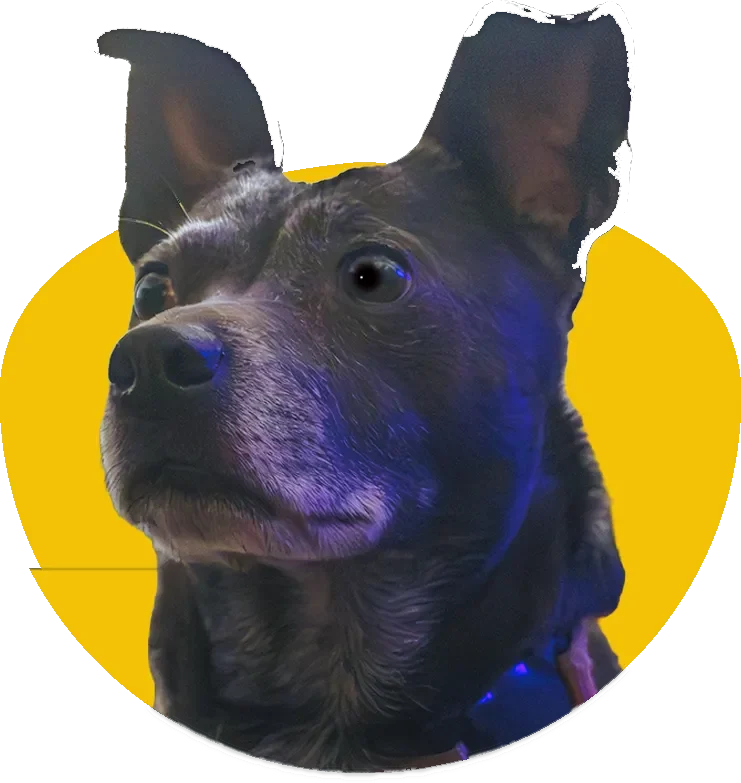 A close-up portrait of a dark-furred dog with prominent, tall erect ears and a thoughtful expression, lit with a subtle blue hue. The dog is framed inside a bright yellow oval graphic, isolated on a transparent background.