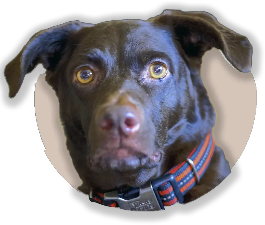 A close-up portrait of a senior dark-furred dog with a soulful expression and a beautiful grizzled silver muzzle. The dog is wearing a teal collar and is framed inside a bright yellow oval graphic, isolated on a transparent background.
