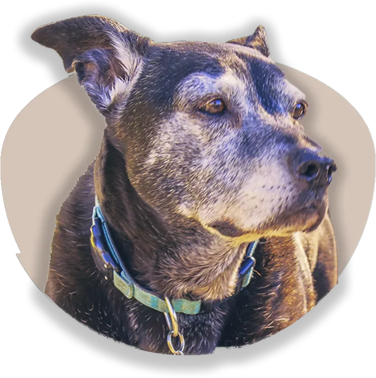 A close-up portrait of a senior dark-furred dog with a soulful expression and a beautiful grizzled silver muzzle. The dog is wearing a teal collar and is framed inside a bright yellow oval graphic, isolated on a transparent background.
