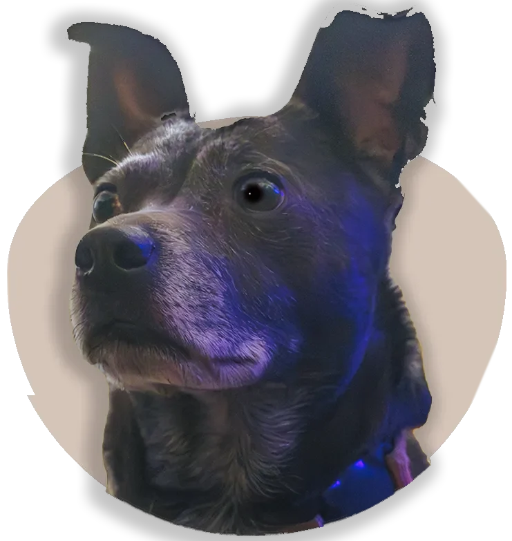 A close-up portrait of a senior dark-furred dog with a soulful expression and a beautiful grizzled silver muzzle. The dog is wearing a teal collar and is framed inside a bright yellow oval graphic, isolated on a transparent background.