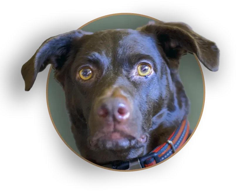 A close-up graphic cutout of Bella, a dark chocolate lab mix with expressive amber eyes, styled in a circular pop-out frame.
