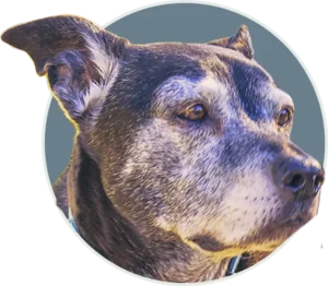 A close-up memorial portrait of Dante, a senior black-and-tan mixed-breed dog with a grey muzzle, styled in a white-bordered circular pop-out badge.