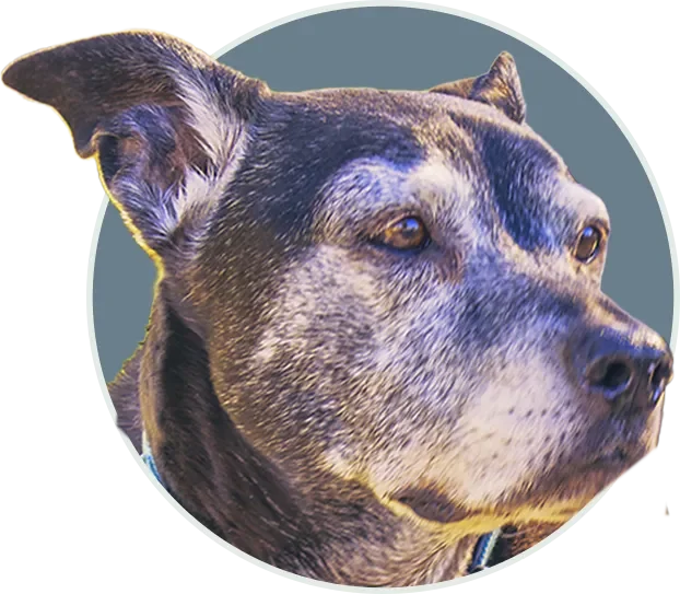 A close-up memorial portrait of Dante, a senior black-and-tan mixed-breed dog with a grey muzzle, styled in a white-bordered circular pop-out badge.