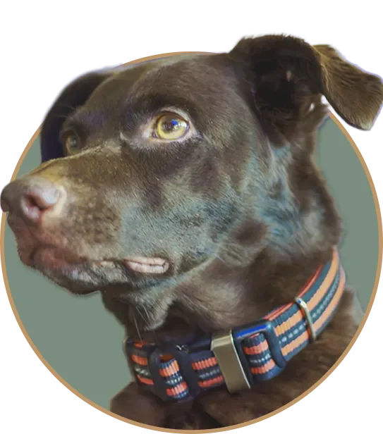 A close-up graphic cutout of Bella, a dark chocolate lab mix with expressive amber eyes, styled in a circular pop-out frame.