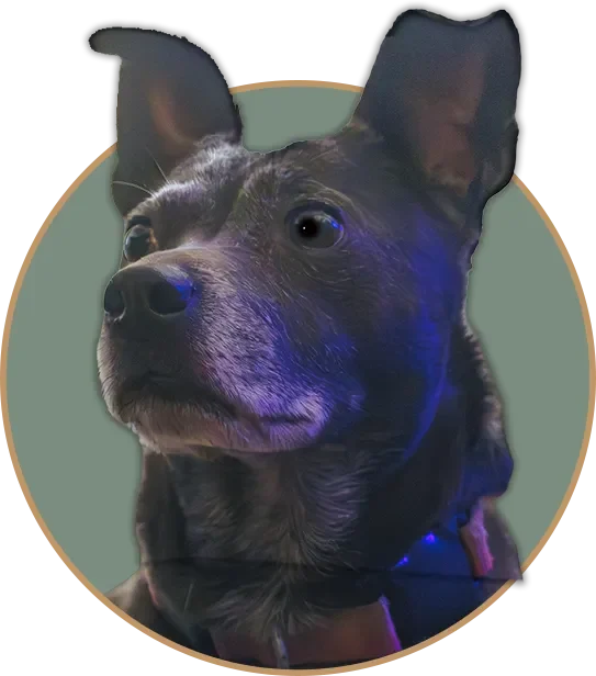 A close-up graphic cutout of Molly, an alert senior corgi-terrier mix with expressive ears, set in a circular pop-out frame.