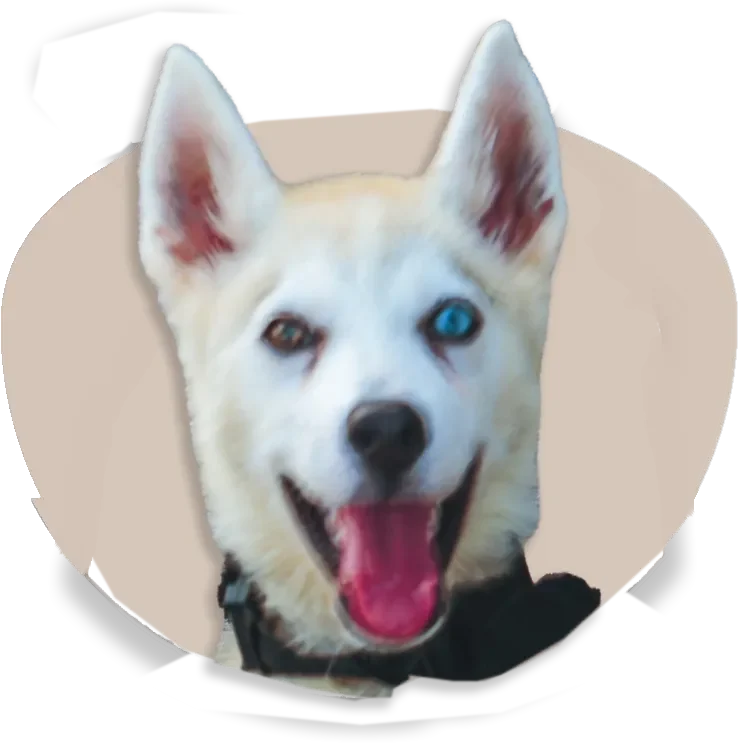 A close-up headshot avatar of Skye, a white and cream-colored rescued Husky mix with one blue eye and one brown eye, smiling with her tongue out against a soft tan background cutout.