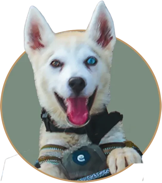 A close-up cutout portrait of Skyler, a white Husky puppy with bicolor eyes, smiling happily inside a green circular frame with a pop-out effect.