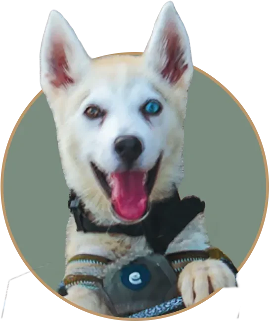 A close-up cutout portrait of Skyler, a white Husky puppy with bicolor eyes, smiling happily inside a green circular frame with a pop-out effect.