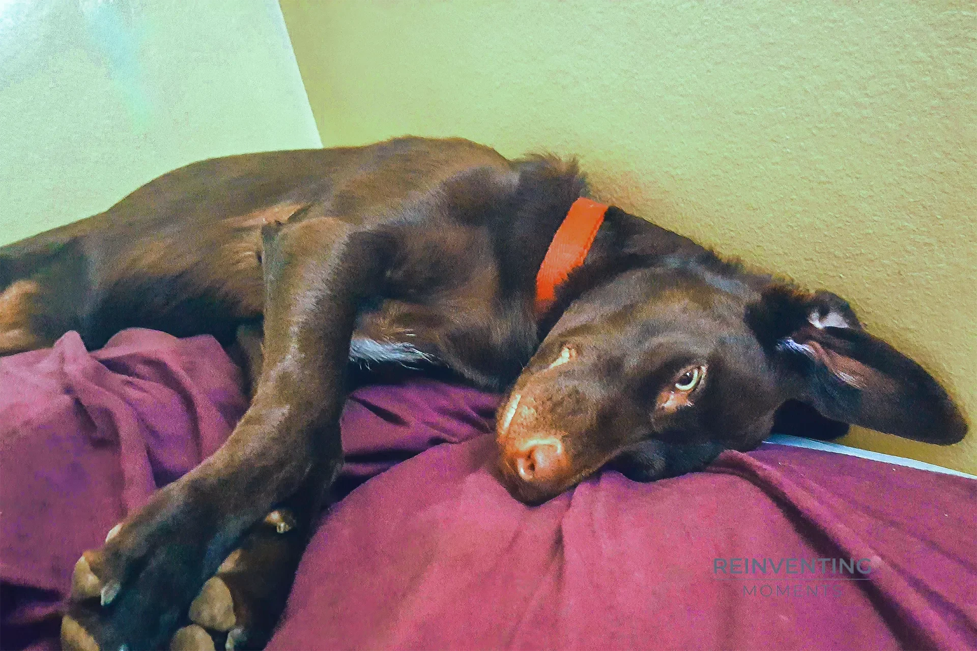 Brown dog with orange collar lying in an awkward, flexible posture on a purple bedspread.