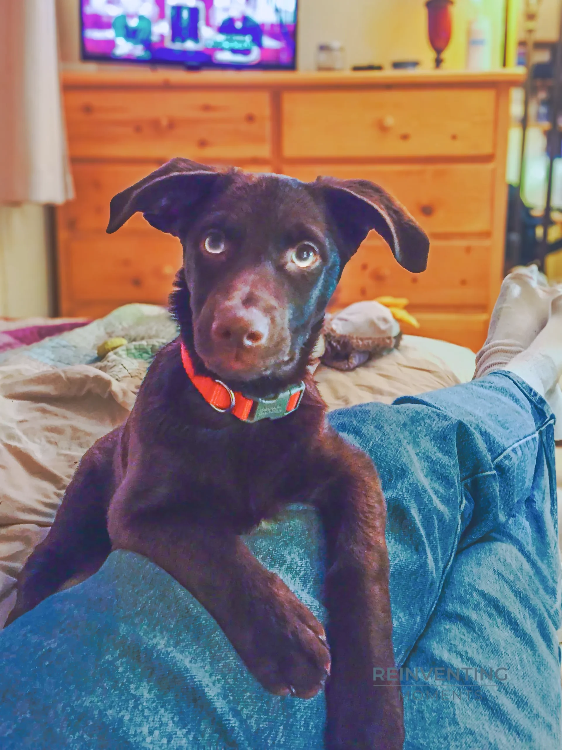 Brown puppy with floppy ears sitting on lap wearing an orange collar in a cozy bedroom with a TV in the background.