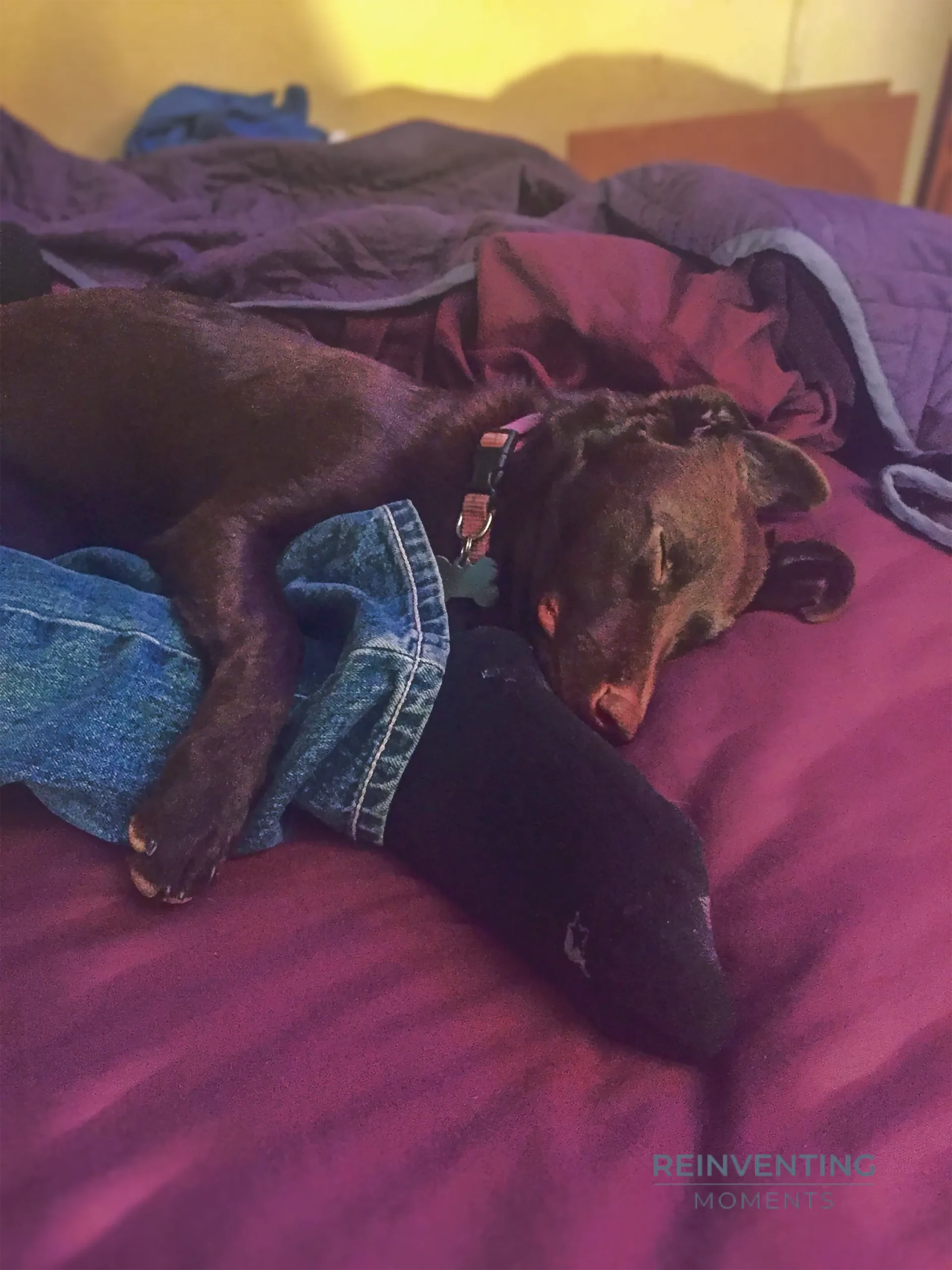 Brown dog with pink collar sleeping soundly on purple bedding while clinging to a person wearing jeans and dark socks.