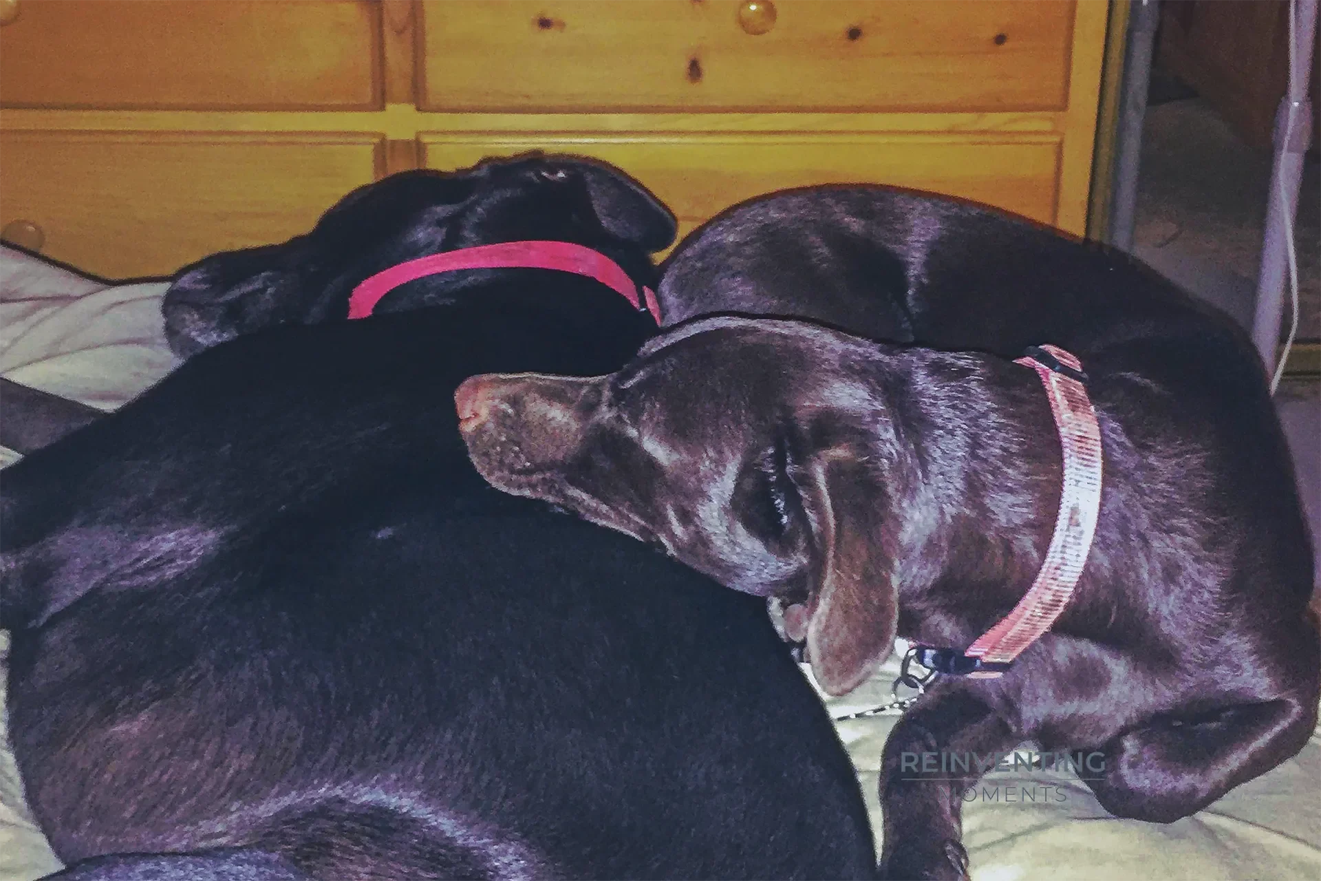 Two dark brown dogs curled up asleep next to each other on a bed in front of a wooden dresser