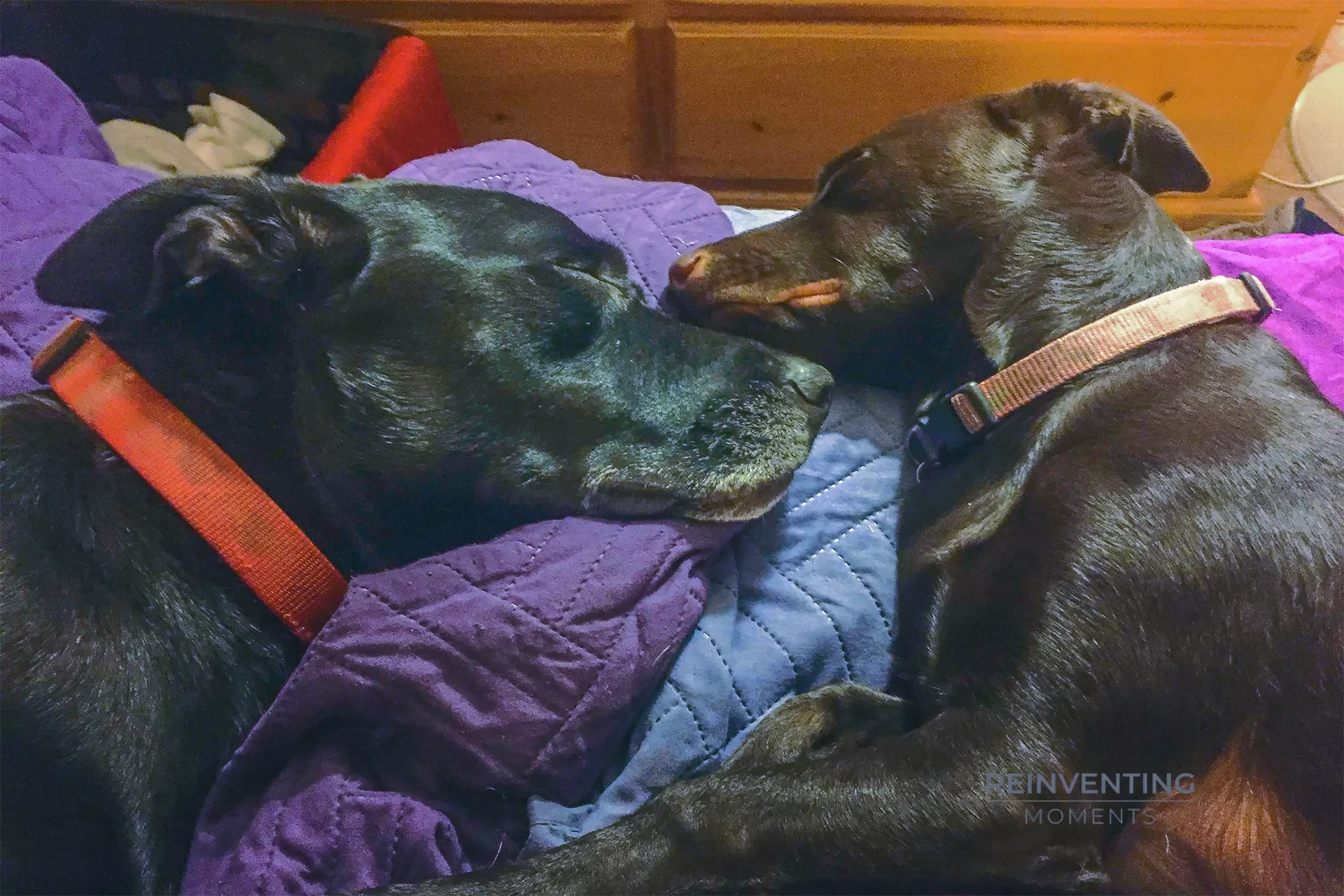 Black dog and chocolate brown dog sleeping soundly face-to-face on purple and blue blankets.