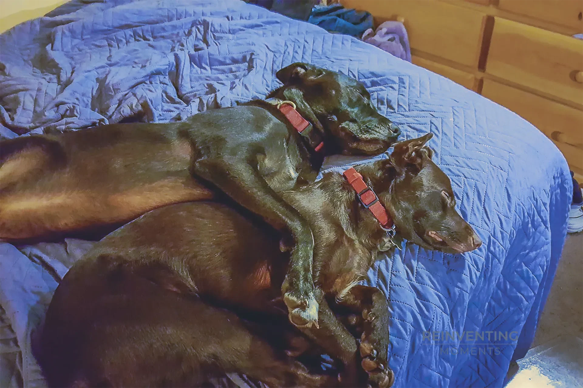 Two dark brown dogs wearing red collars sleeping soundly on a blue bedspread with one dog's front paw wrapped around the other.