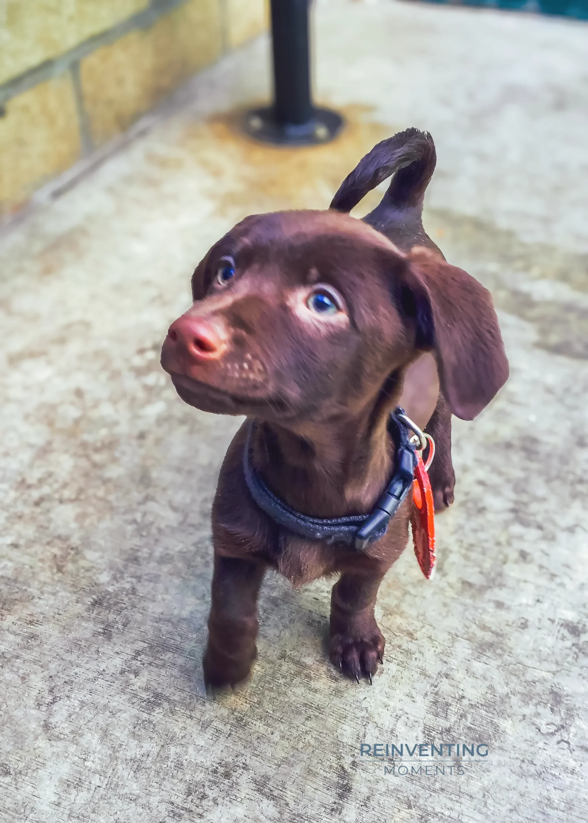 Brown shelter puppy wearing red intake tag #730 looking up at the camera at San Bernardino shelter.