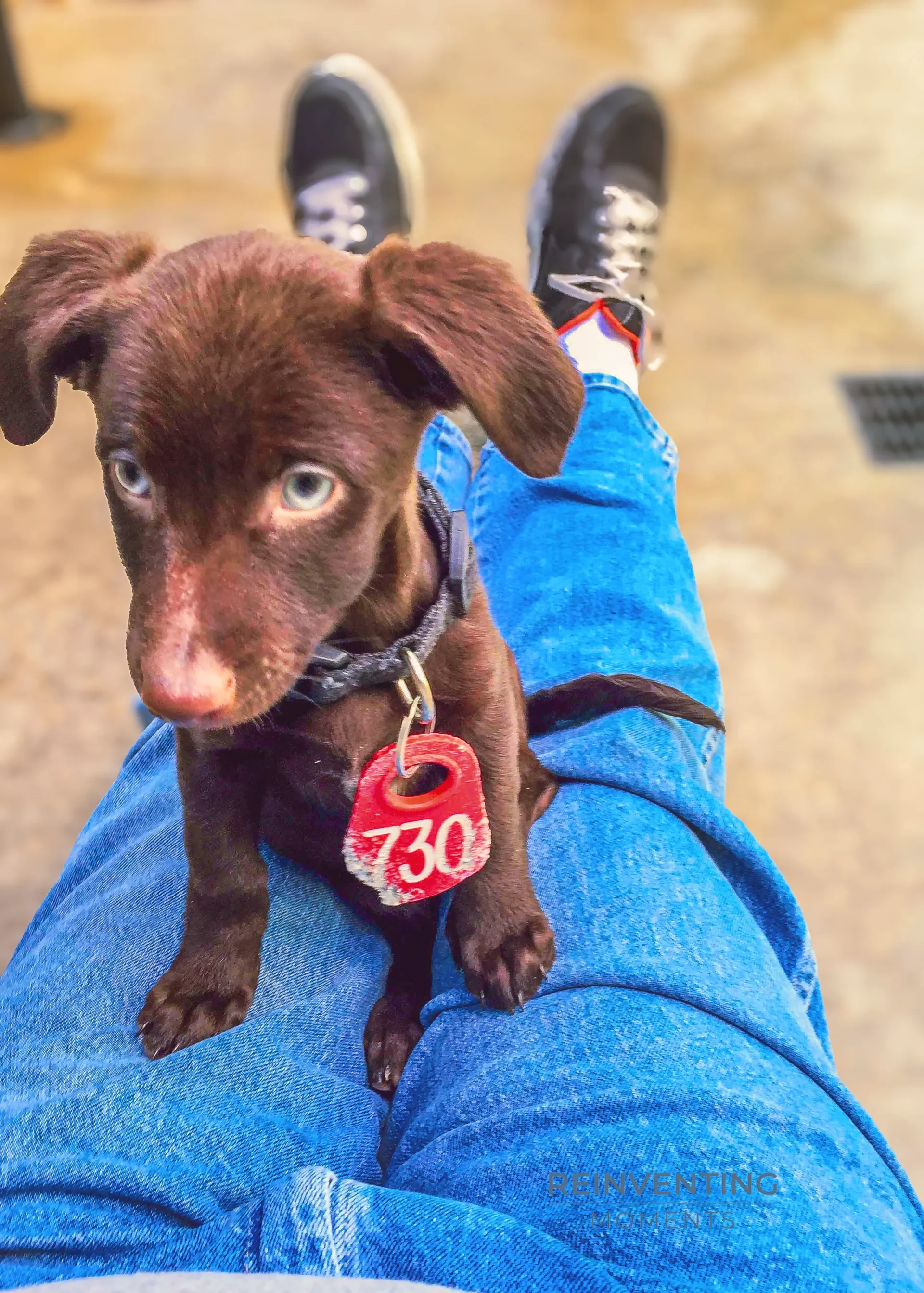 Brown puppy with blue eyes wearing red tag numbered 730 at San Bernardino Animal Shelter in 2014.